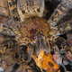 A wandering spider (genus Ancylometes) in the lowland Amazon rainforest preying on a tree frog (Dendropsophus leali)